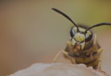 How Professional Wasp Nest Removal Keeps Your Home Safe This Spring