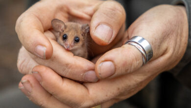 Innovative Environmental Management Strategies for Conserving Australian Wildlife