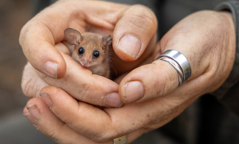 Innovative Environmental Management Strategies for Conserving Australian Wildlife